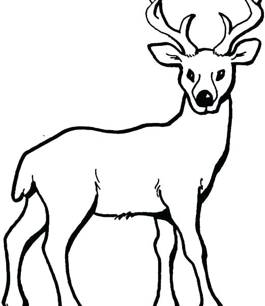 521x600 Deer Coloring Pages Deer Coloring Picture Draw Coloring Pages Deer