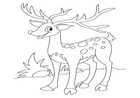 476x333 White Tailed Deer Coloring Page Deer Coloring Pages Whitetail Deer
