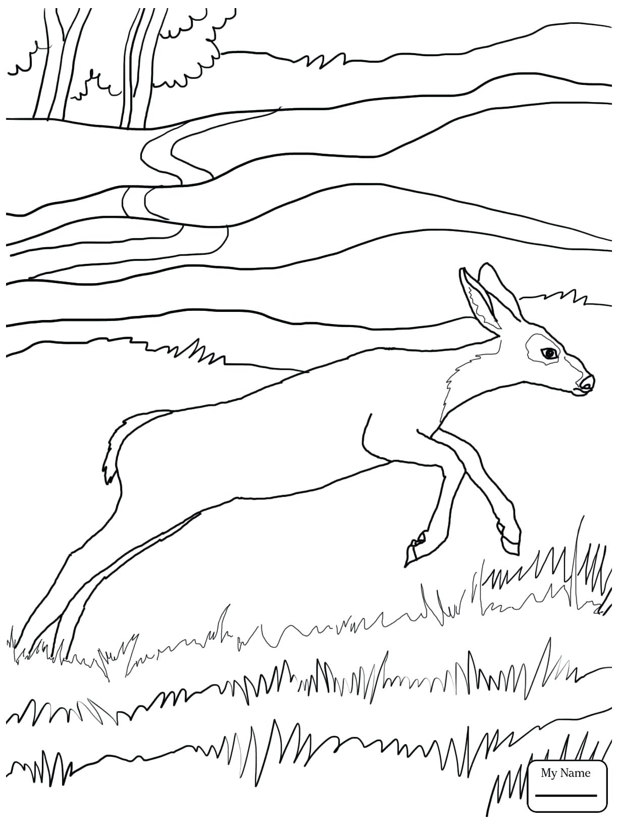 1224x1632 Coloring Pages Deer Coloring Page Floral Adult Baby Pages Deer