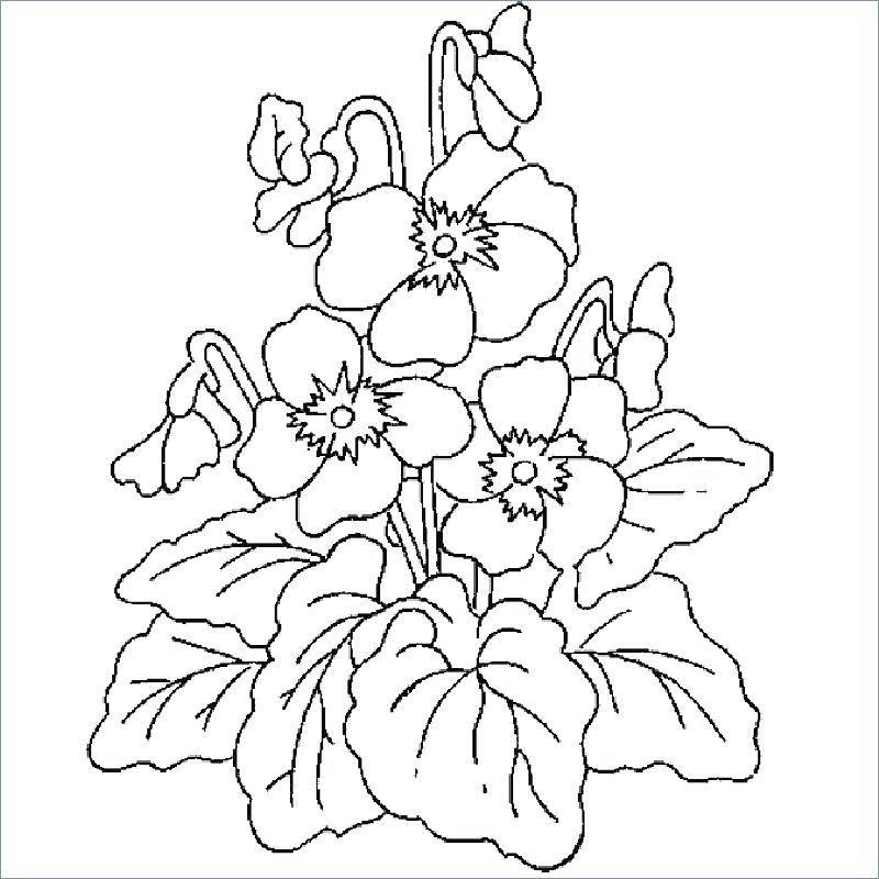800x800 Free Kids Coloring Pages Free Printable Spring Flowers Coloring