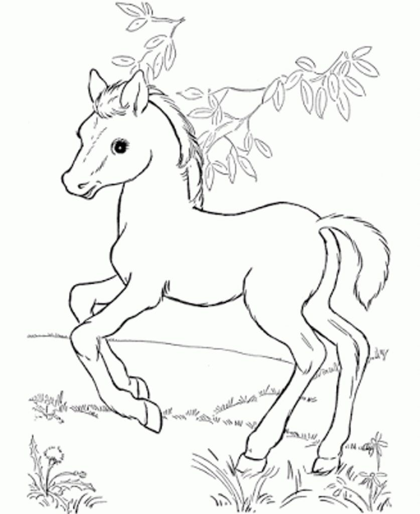 837x1024 Staggering Coloring Pages Of Horses Printable Detailed Horse