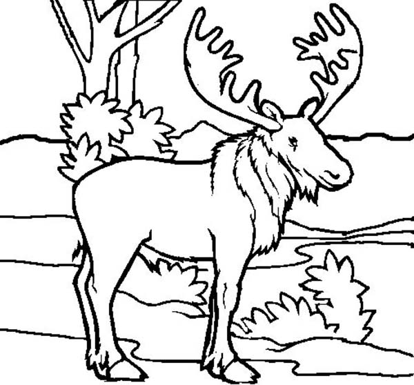 600x558 Christmas Moose Colouring Pages