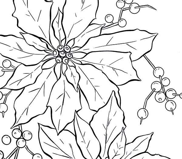 600x524 Poinsettia, Poinsettia Fruit Coloring Page Embroidery Patterns