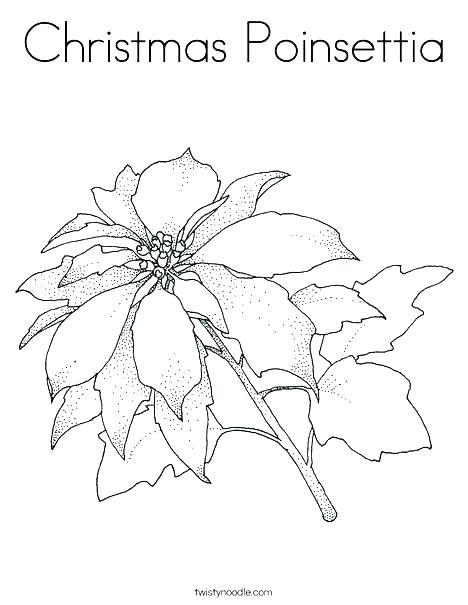 468x605 Poinsettia Coloring Page Blooming Poinsettia Coloring Page