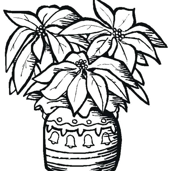 600x600 Poinsettia Coloring Sheet Poinsettia Coloring Pages Poinsettia