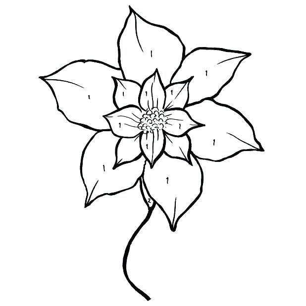 618x618 Poinsettia Coloring Sheet Simple Poinsettia Drawing For National