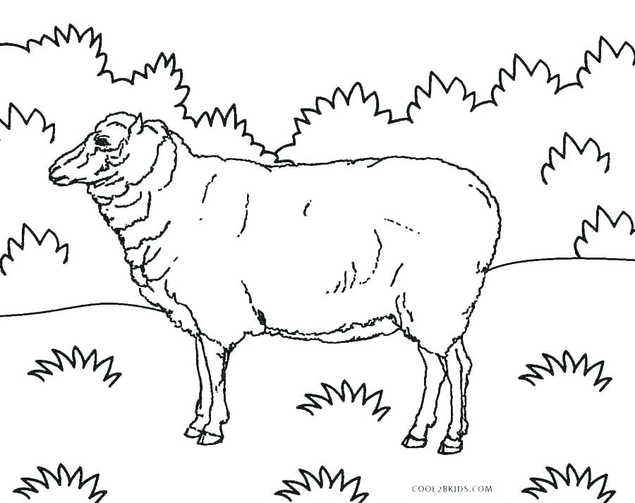 900x713 Shepherd Coloring Page The Parable Of The Good Shepherd Coloring