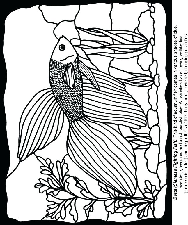 646x770 Stained Glass Coloring Page Fish Coloring Page Aquarium Fish