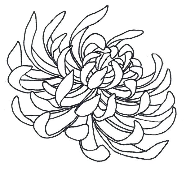 600x553 Chrysanthemum Coloring Pages Spider Chrysanthemum