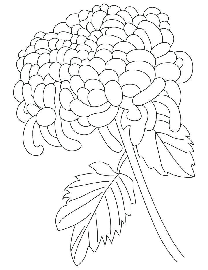 720x936 Excellent Chrysanthemum Coloring Pages Color Chrysanthemum Flower