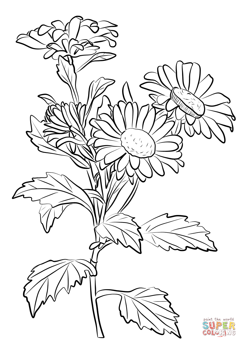 848x1200 Inspiring Chrysanthemum Coloring Page Free Pri
