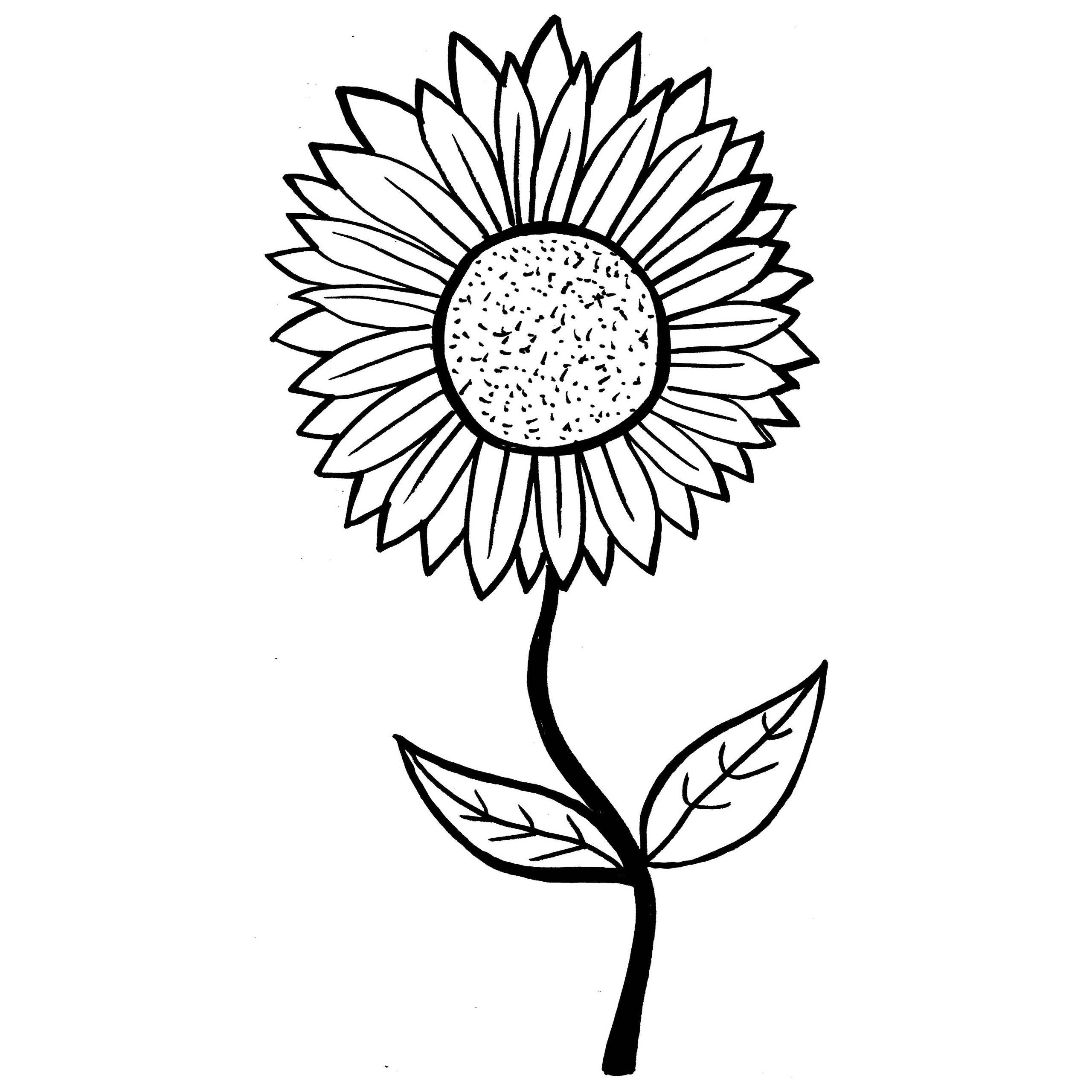 2560x2560 Unique Chrysanthemum Coloring Pages Design Printable Coloring Sheet
