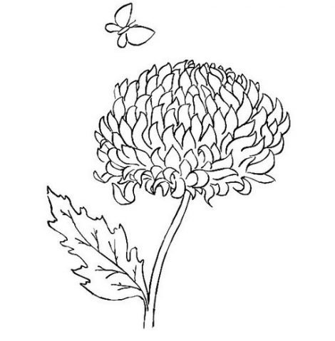 470x479 Chrysanthemum Coloring Page Funycoloring