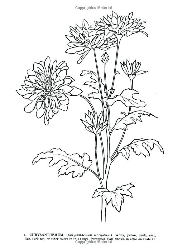 600x800 Chrysanthemum Coloring Pages