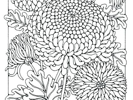 440x330 Chrysanthemum Coloring Pages Coloring Pages Chrysanthemum Coloring