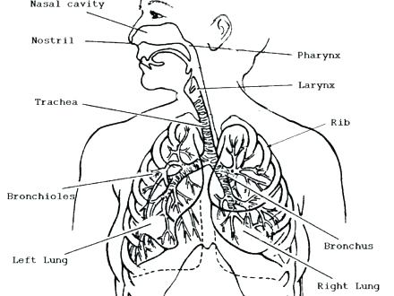 Circulatory System Coloring Page at GetDrawings | Free download