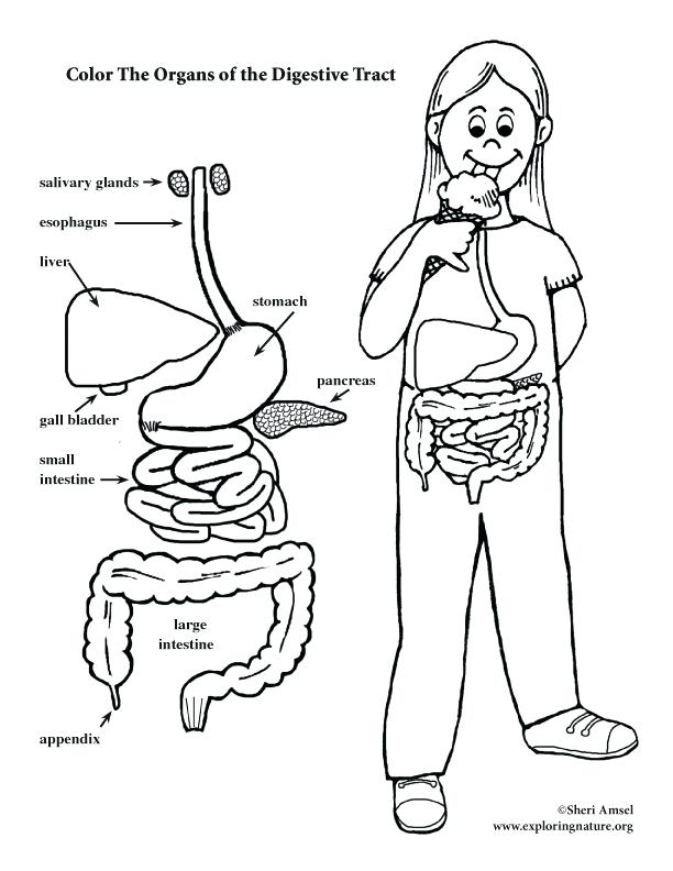 612x792 Circulatory System Coloring Page Digestive System Coloring Pages