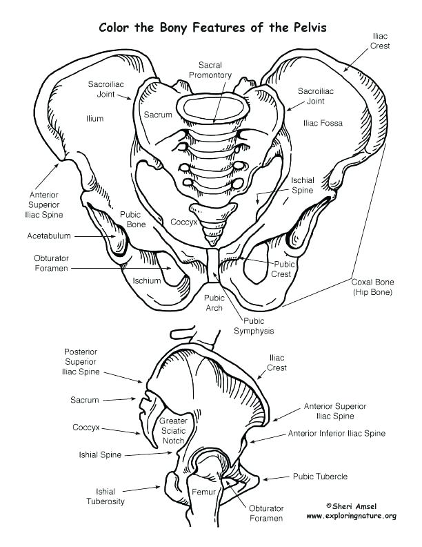 612x792 Circulatory System Coloring Page Inspirational Heart Anatomy