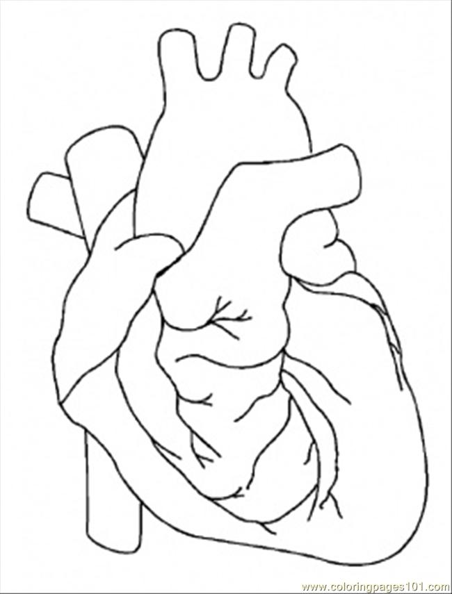 650x855 Circulatory System For Kids Coloring Pages
