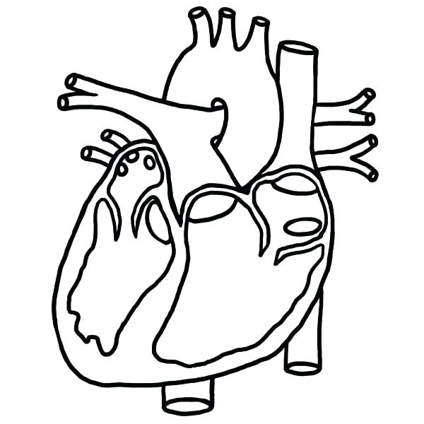 600x600 Human Heart Colouring Pages Printable Coloring Circulatory System
