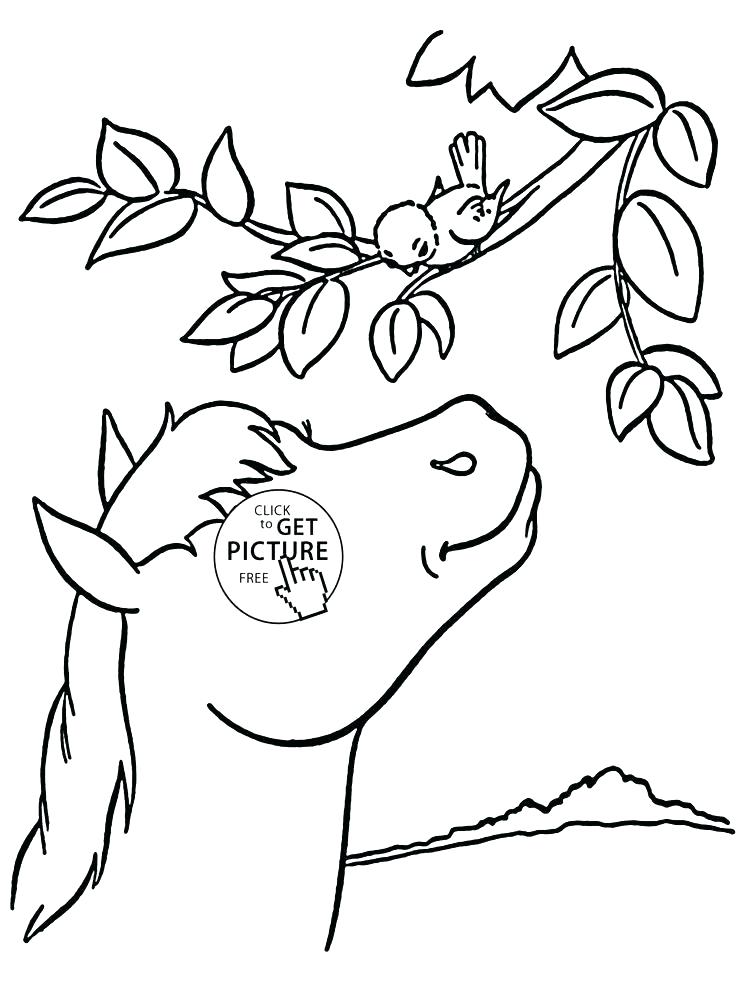 736x994 Seal Coloring Pages Baby Seal Coloring Pages Leopard Seal Coloring