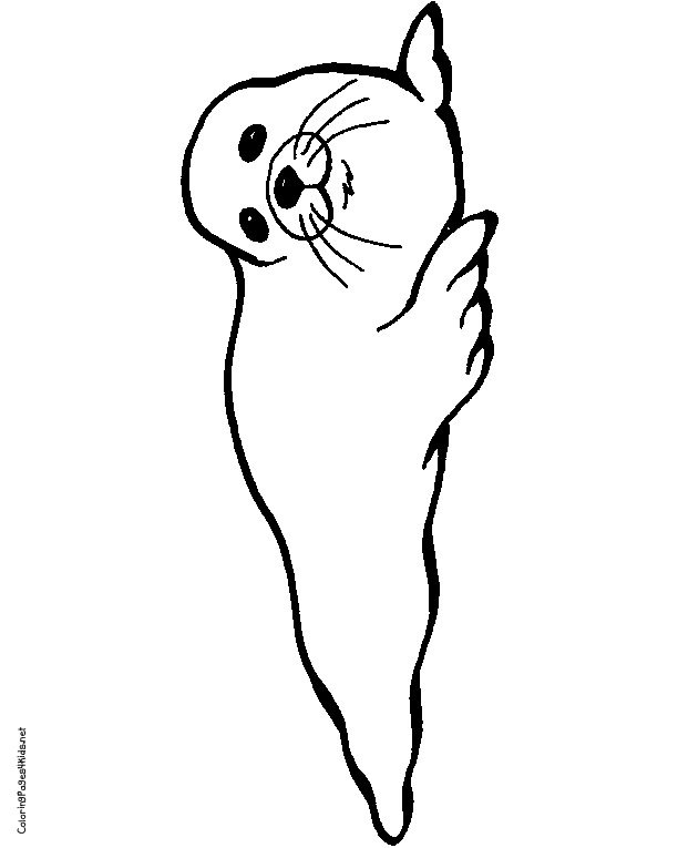 612x765 Seal Coloring Pages Harp Seal Clipart Coloring Page Pencil