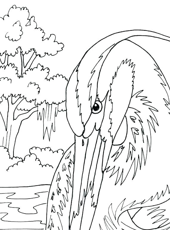 570x768 Digital Coloring Pages Great Blue Heron Coloring Page Amazing