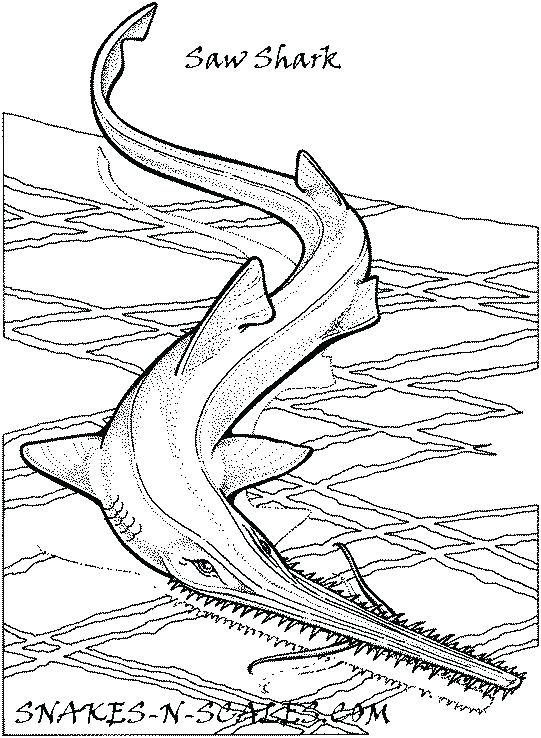 541x738 Shark Coloring Pages To Print Tiger Shark Coloring Page Shark