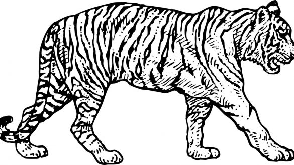 Clemson Tigers Coloring Pages Coloring Coloring Pages