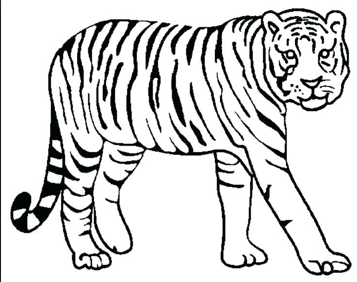 736x581 Tigers Coloring Pages Tigers Coloring Pages Tiger Coloring Pages