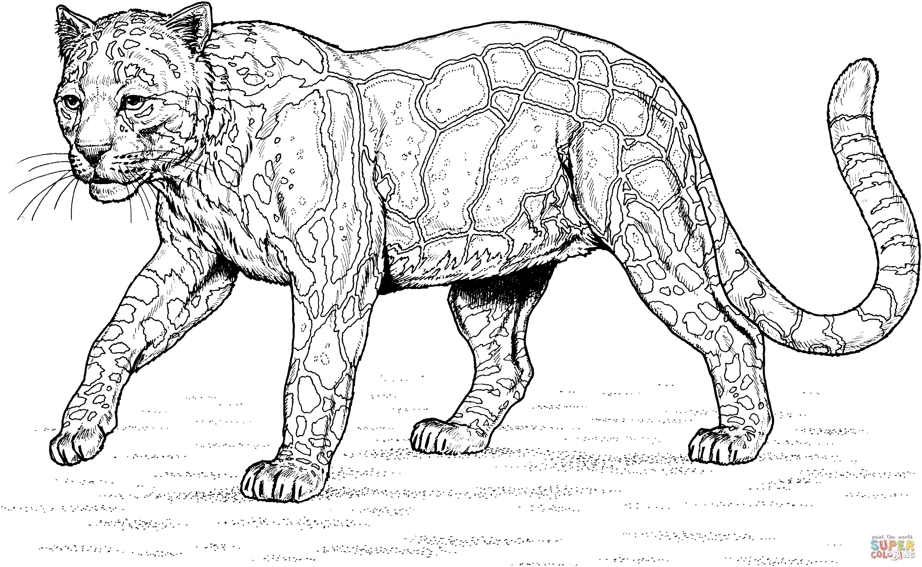 3017x1856 Leopard Coloring Collection Free Coloring Sheets