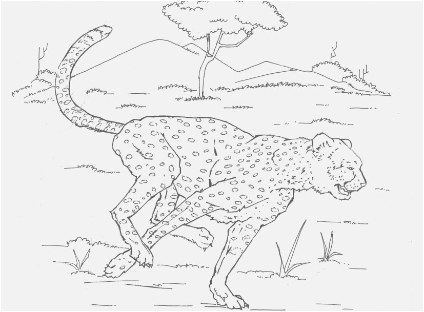 827x609 Leopard Coloring Pages Display Leopard Coloring Page