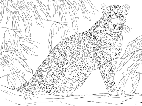 480x360 Leopard Sitting In Jungle Coloring Page