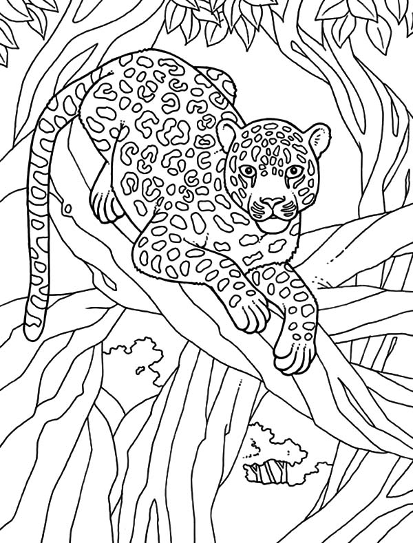 600x789 Leopard Take A Rest On Tree Coloring Pages Batch Coloring