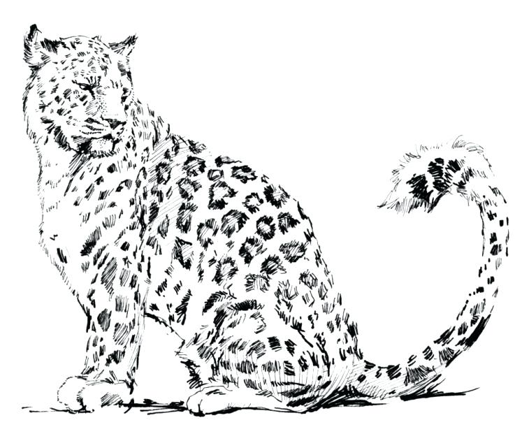 747x621 Snow Leopard Color Coloring Page Leopard Animals Printable