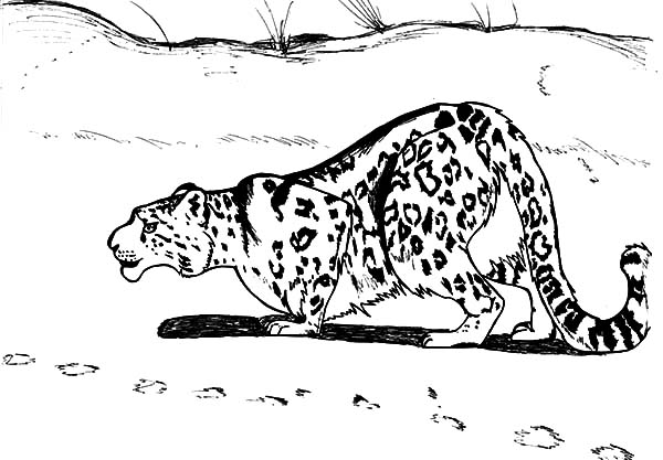 600x417 Snow Leopard Sneaking Coloring Pages Batch Coloring