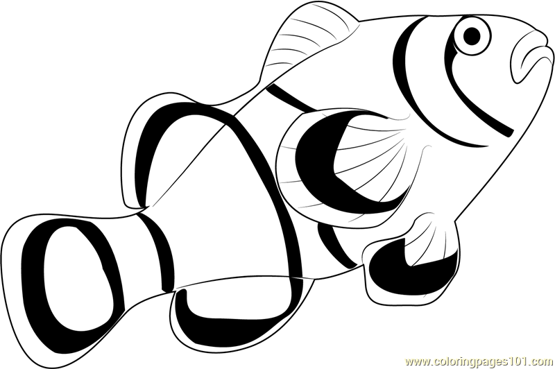 800x532 Clown Fish Coloring Page