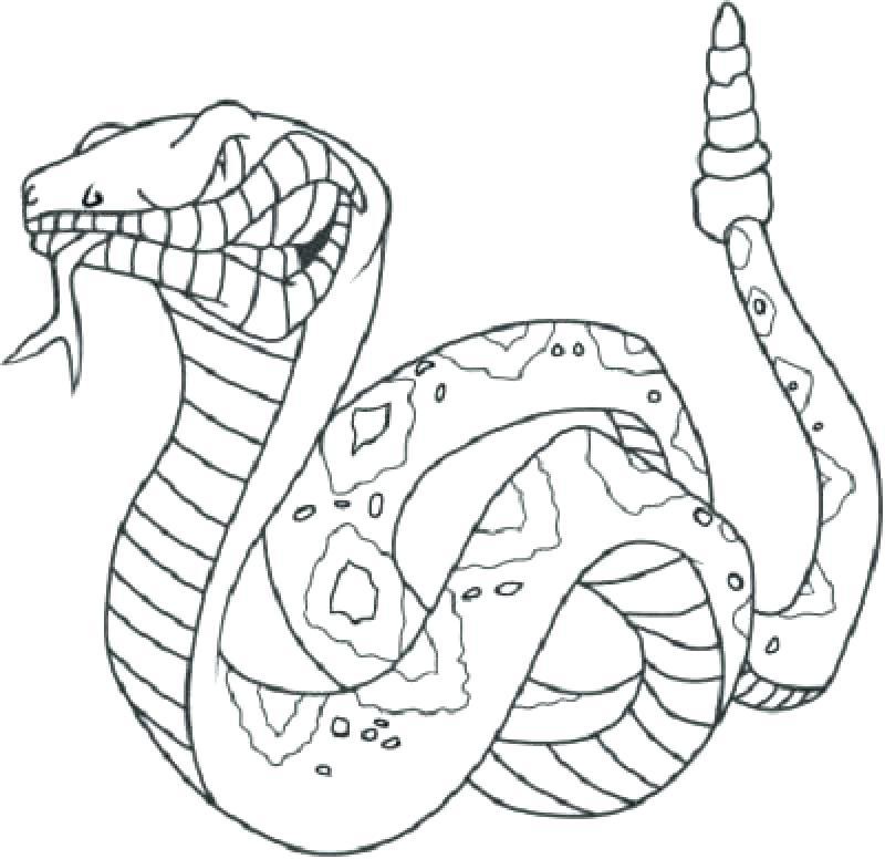 800x776 King Cobra Colouring Pages