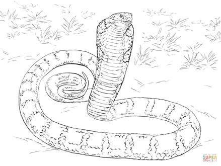 439x330 Realistic King Cobra Coloring Page Free Printable, King Cobra