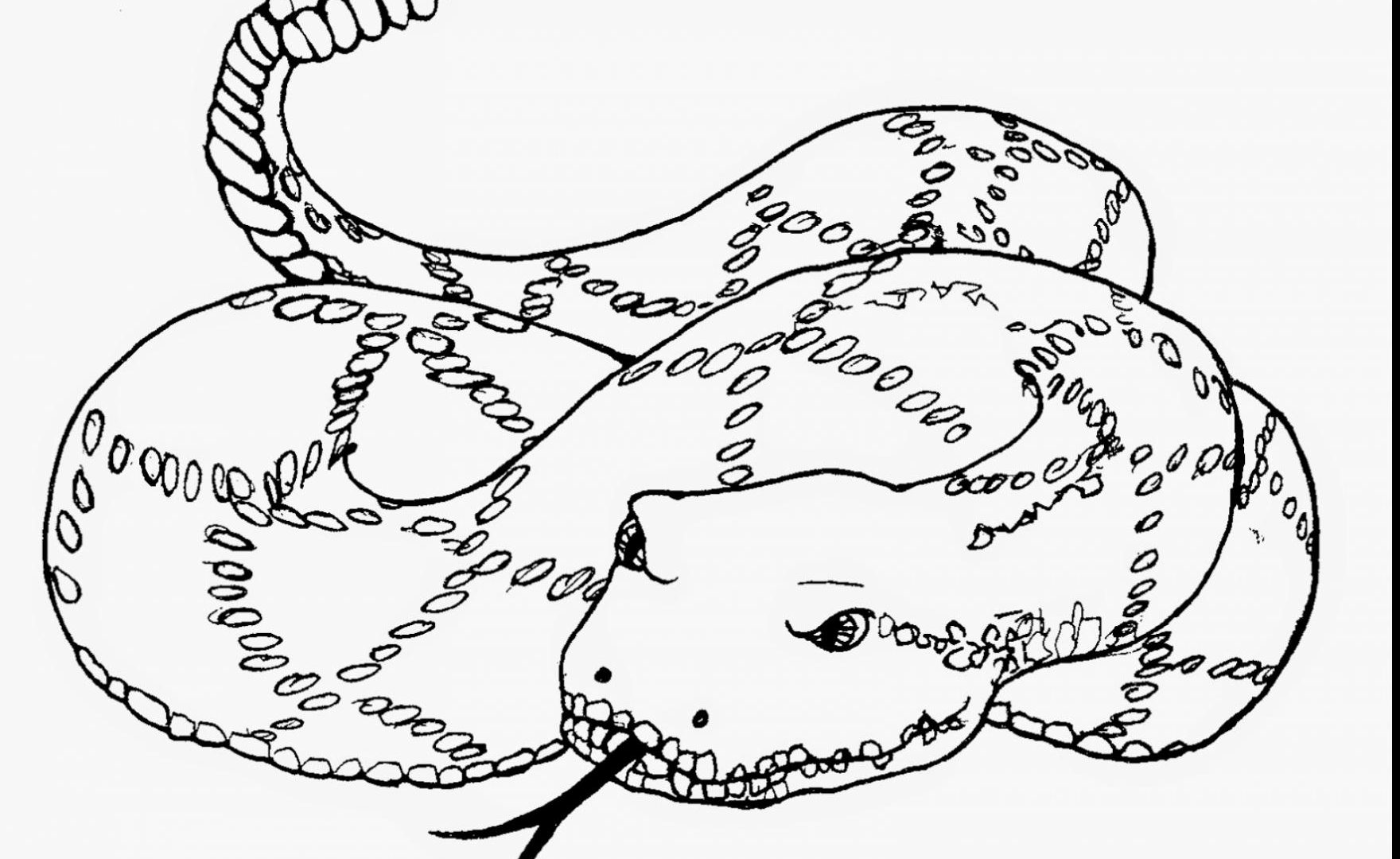 1760x1080 Reptiles Snakes Eastern Diamondback Rattlesnake Coloring Pages