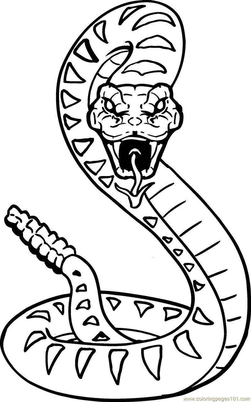 800x1281 Snake Coloring Pages