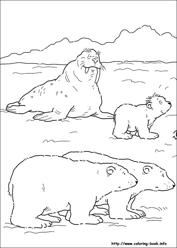 567x794 Polar Bears Coloring Pages Bear Pictures To Color Trend Polar Bear