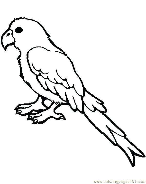 600x756 Parrot Coloring Pages Impressive Parrot Template Coloring Page