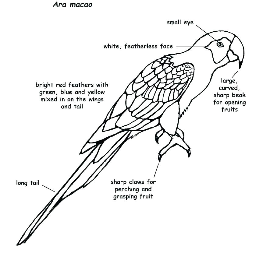 863x900 Baby Parrot Coloring Pages Vanda