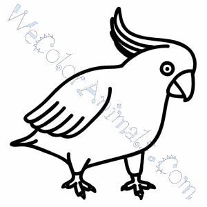 300x300 Cockatoo Coloring Pages