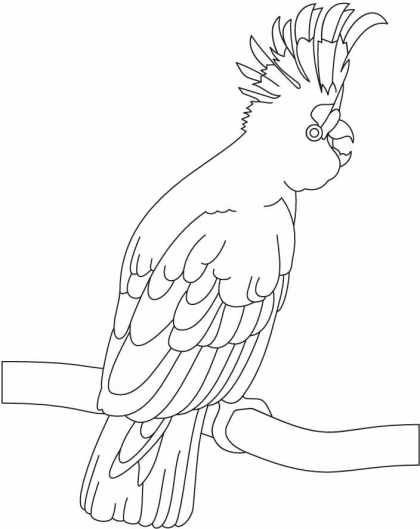 420x529 A Beautiful Cockatoo Coloring Page Best Coloring Pages