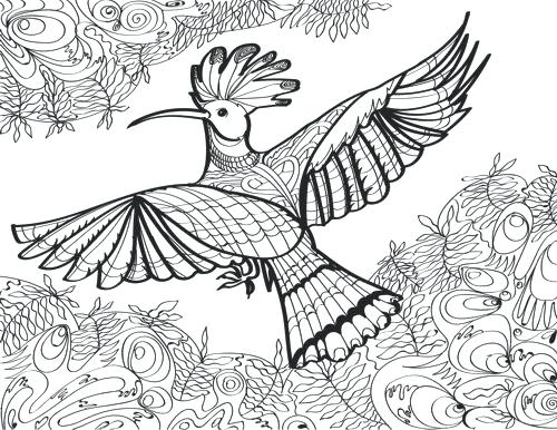 500x386 Coloring Pages For Girls Parrot Book Cockatoo Page Parrots Free