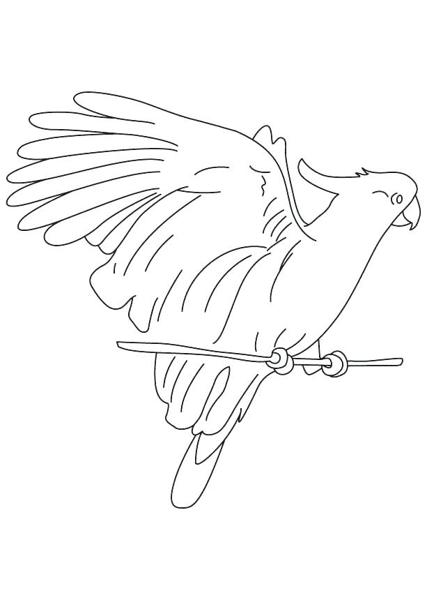 613x860 Macaw Coloring Pages Macaw Coloring Page Tubers Eating Cockatoo