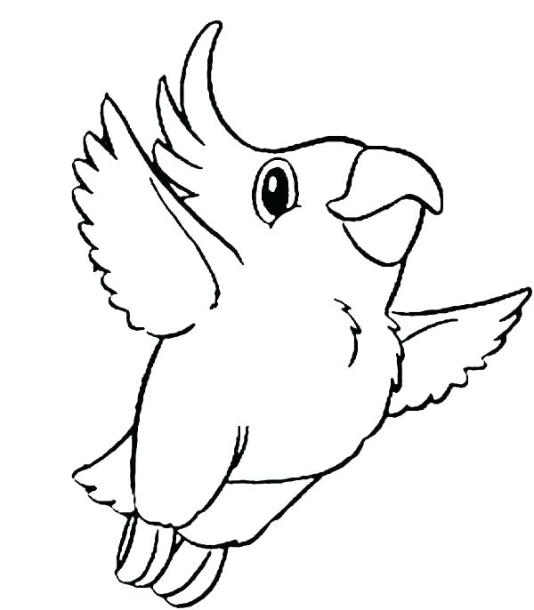 600x686 Parrot Coloring Pages Cockatoo Parrot Coloring Pages Realistic