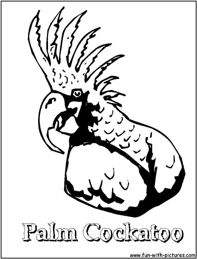 800x1050 Parrots Coloring Pages